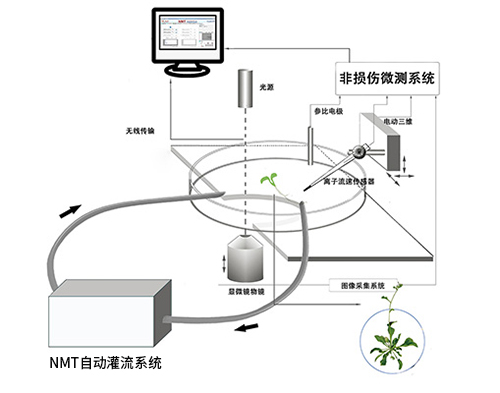 NMT自动灌流系统